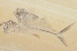 Diplomystus & Knightia Fossil Fish Plate #10895-2